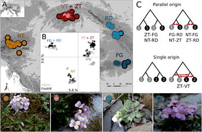 Parallel Alpine Differentiation in Arabidopsis arenosa